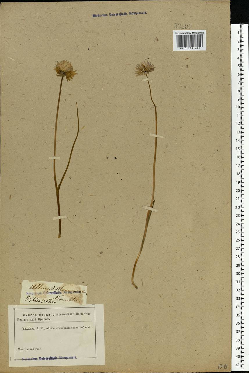 Allium schoenoprasum L., Eastern Europe, Central forest region (E5) (Russia)