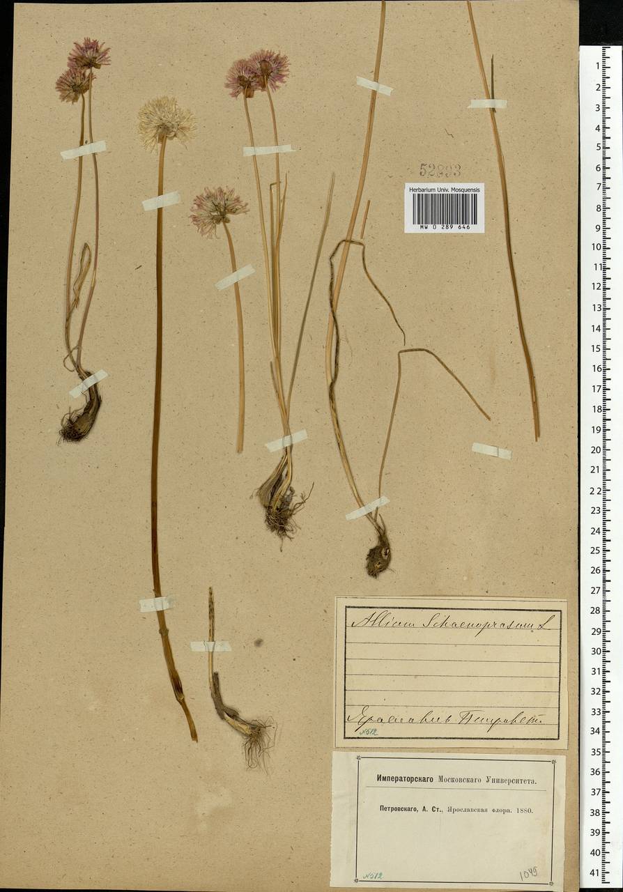 Allium schoenoprasum L., Eastern Europe, Central forest region (E5) (Russia)