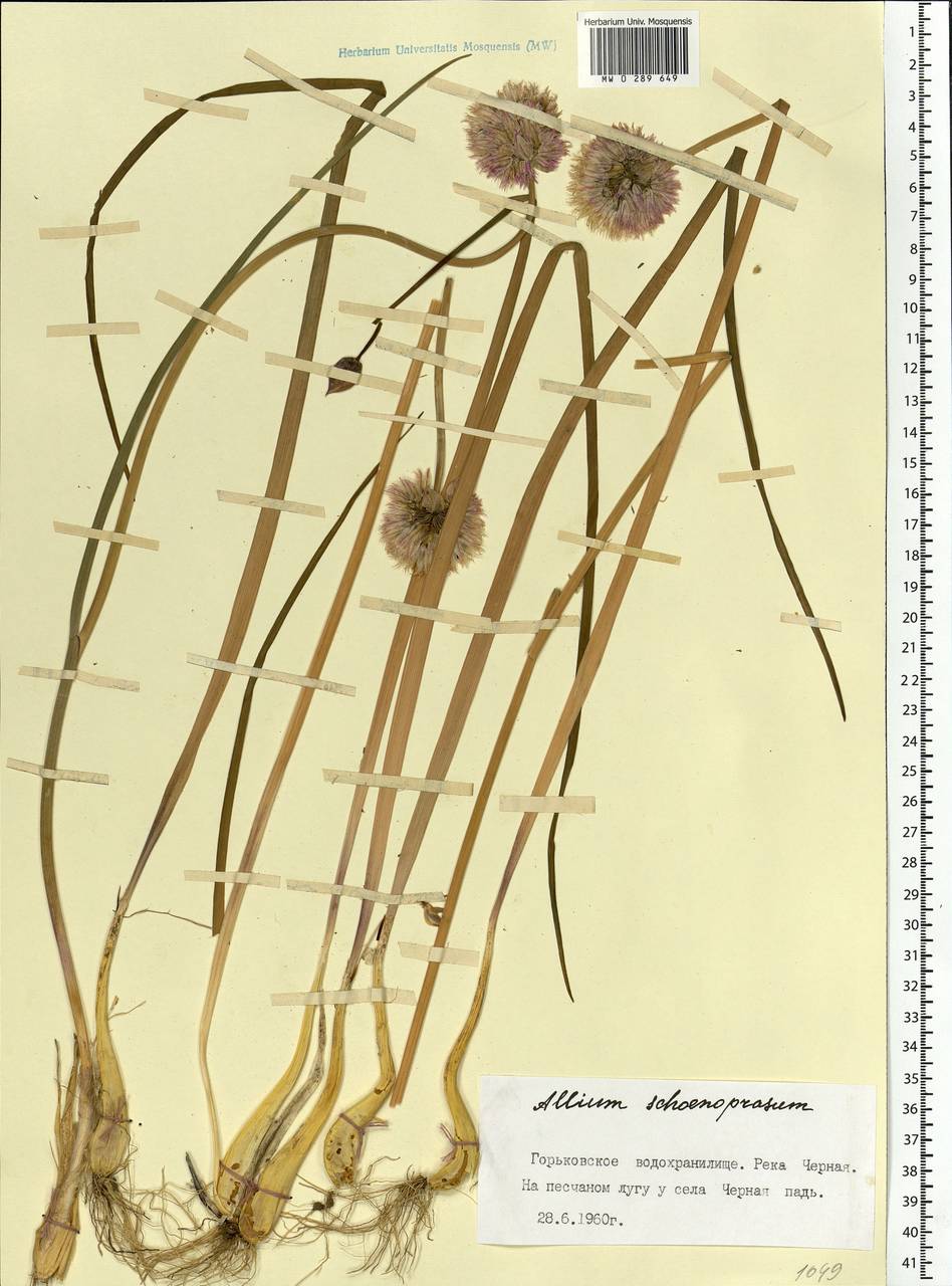 Allium schoenoprasum L., Eastern Europe, Central forest region (E5) (Russia)