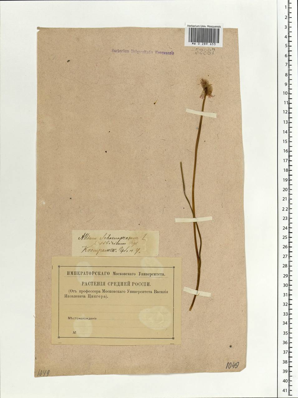 Allium schoenoprasum L., Eastern Europe, Central forest region (E5) (Russia)