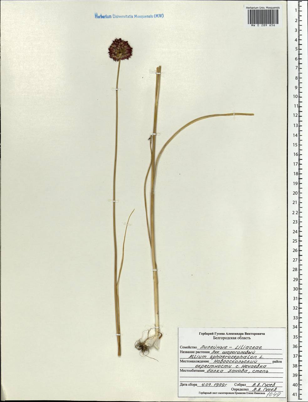 Allium schoenoprasum L., Eastern Europe, Central forest-and-steppe region (E6) (Russia)