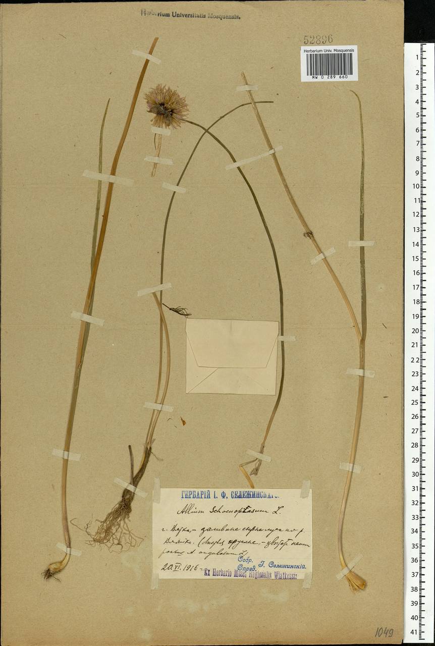 Allium schoenoprasum L., Eastern Europe, Volga-Kama region (E7) (Russia)