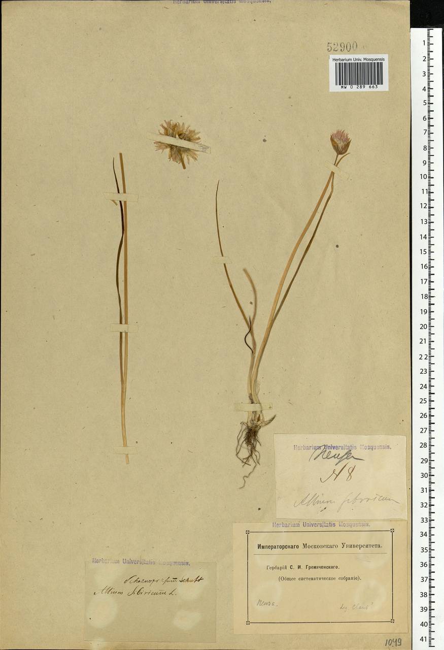 Allium schoenoprasum L., Eastern Europe, Middle Volga region (E8) (Russia)