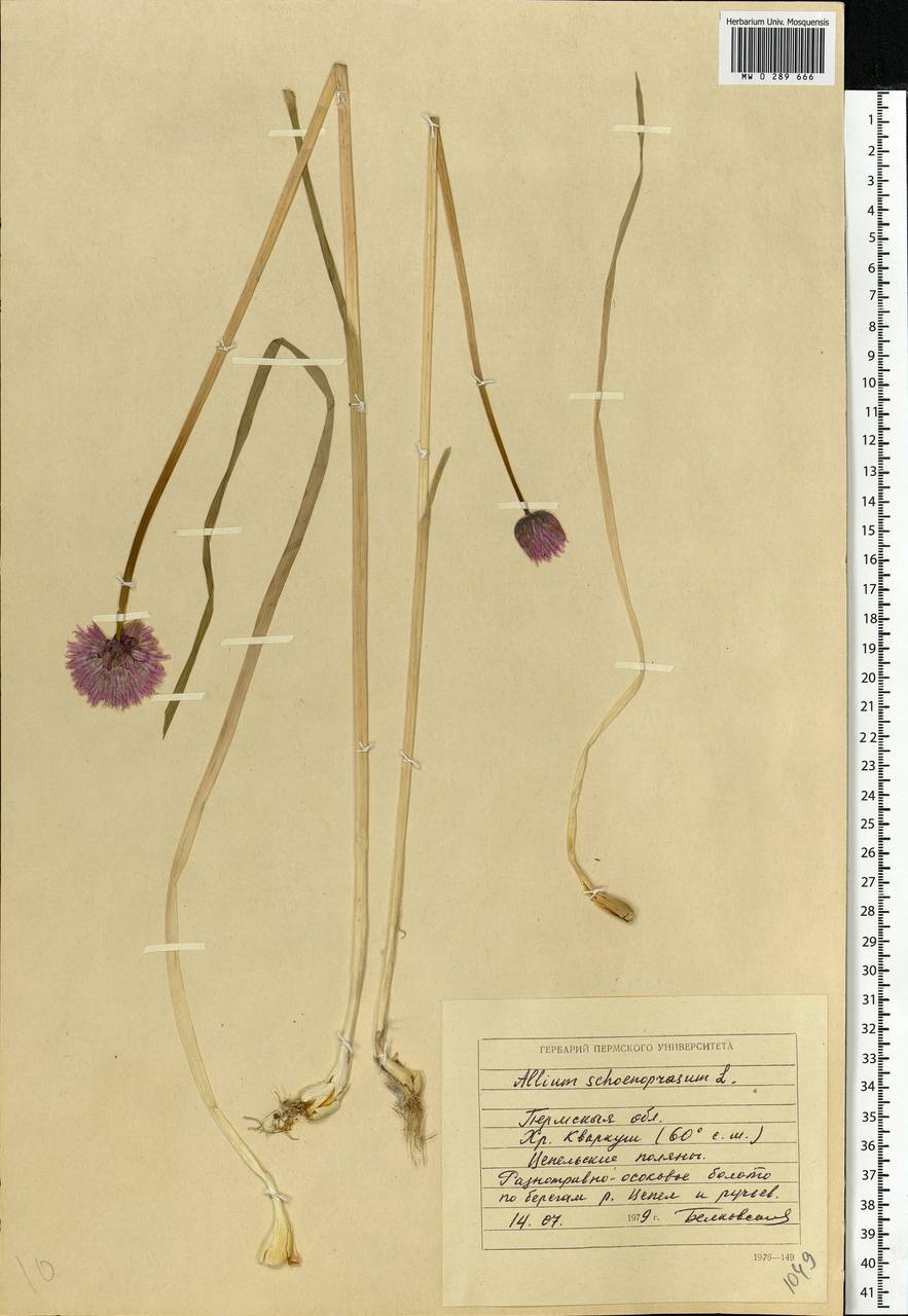 Allium schoenoprasum L., Eastern Europe, Eastern region (E10) (Russia)
