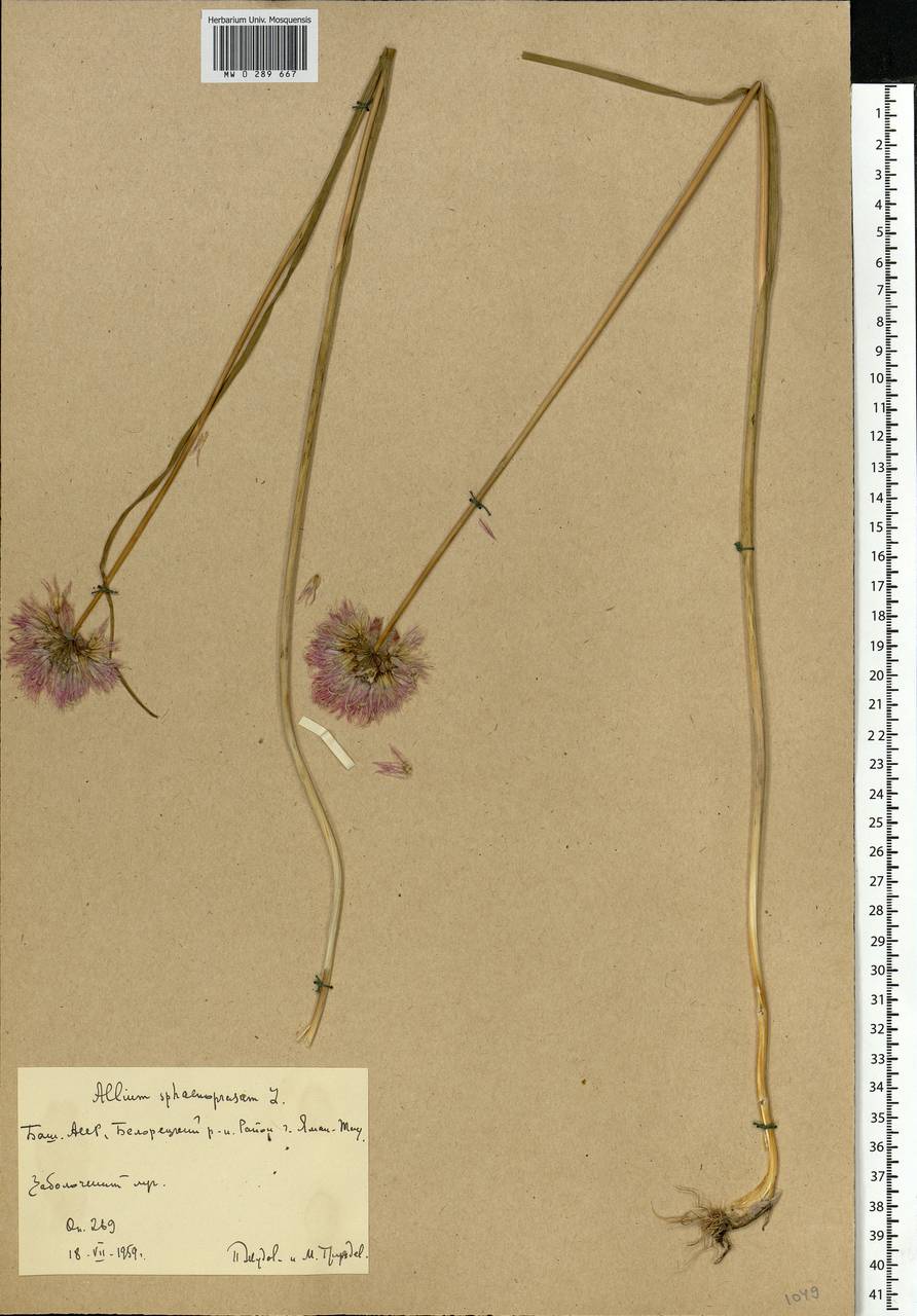 Allium schoenoprasum L., Eastern Europe, Eastern region (E10) (Russia)