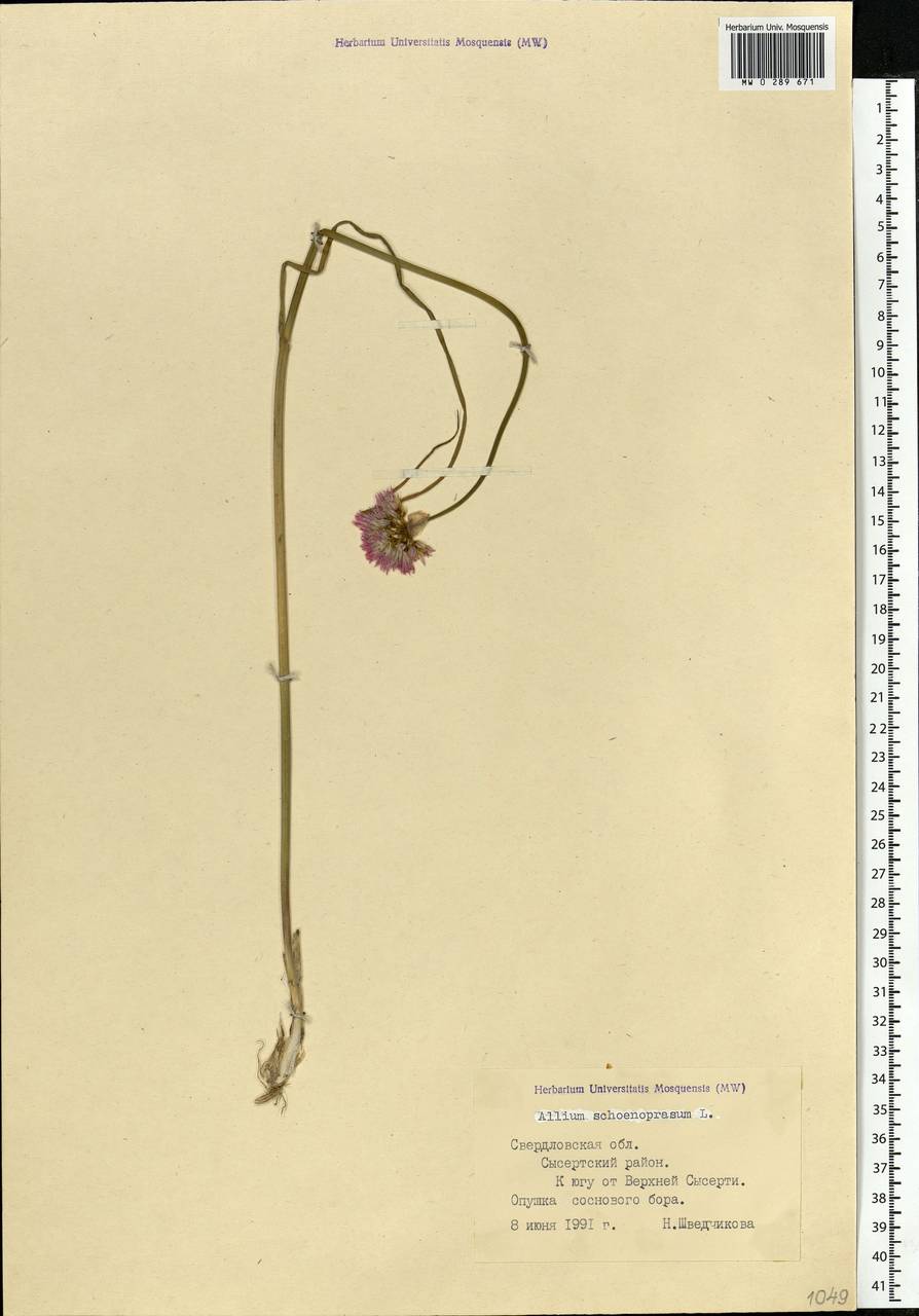 Allium schoenoprasum L., Eastern Europe, Eastern region (E10) (Russia)