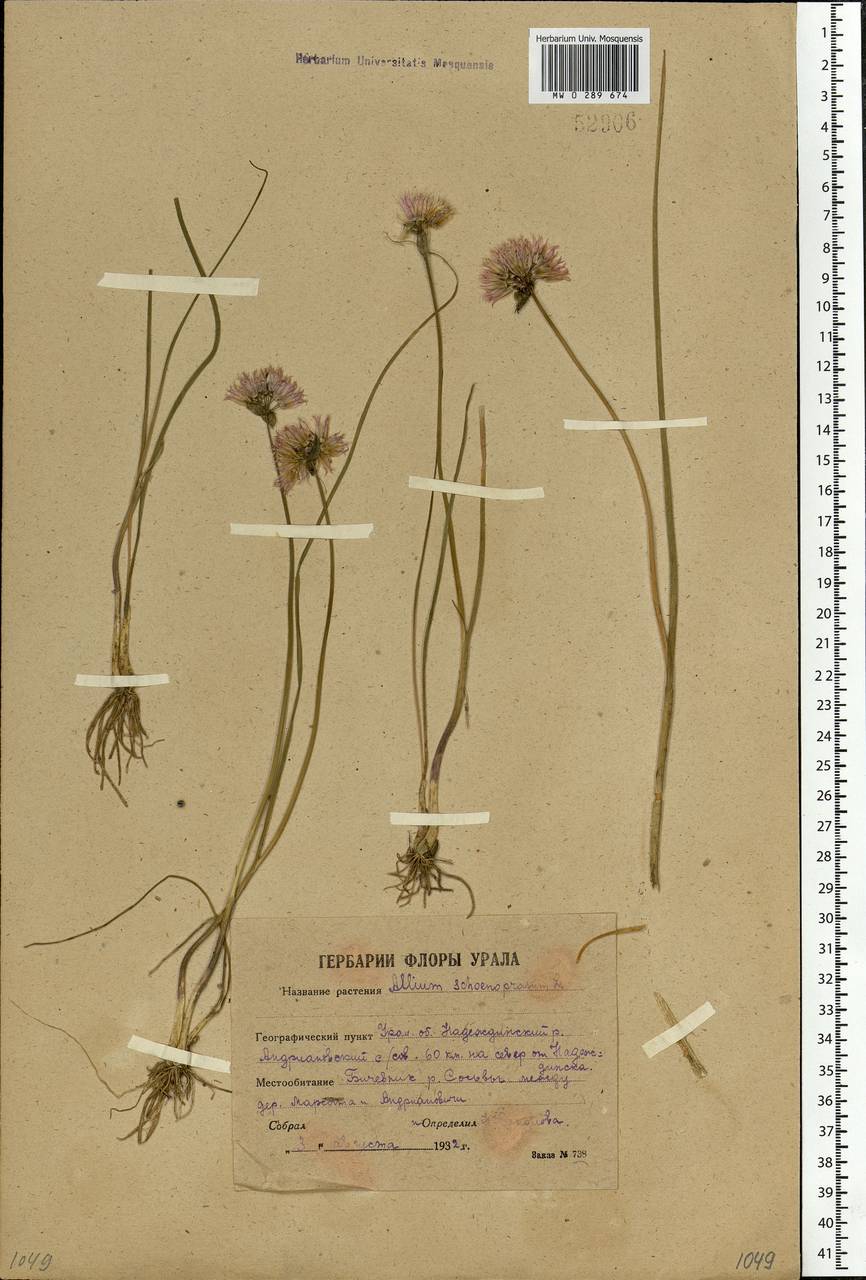 Allium schoenoprasum L., Eastern Europe, Eastern region (E10) (Russia)