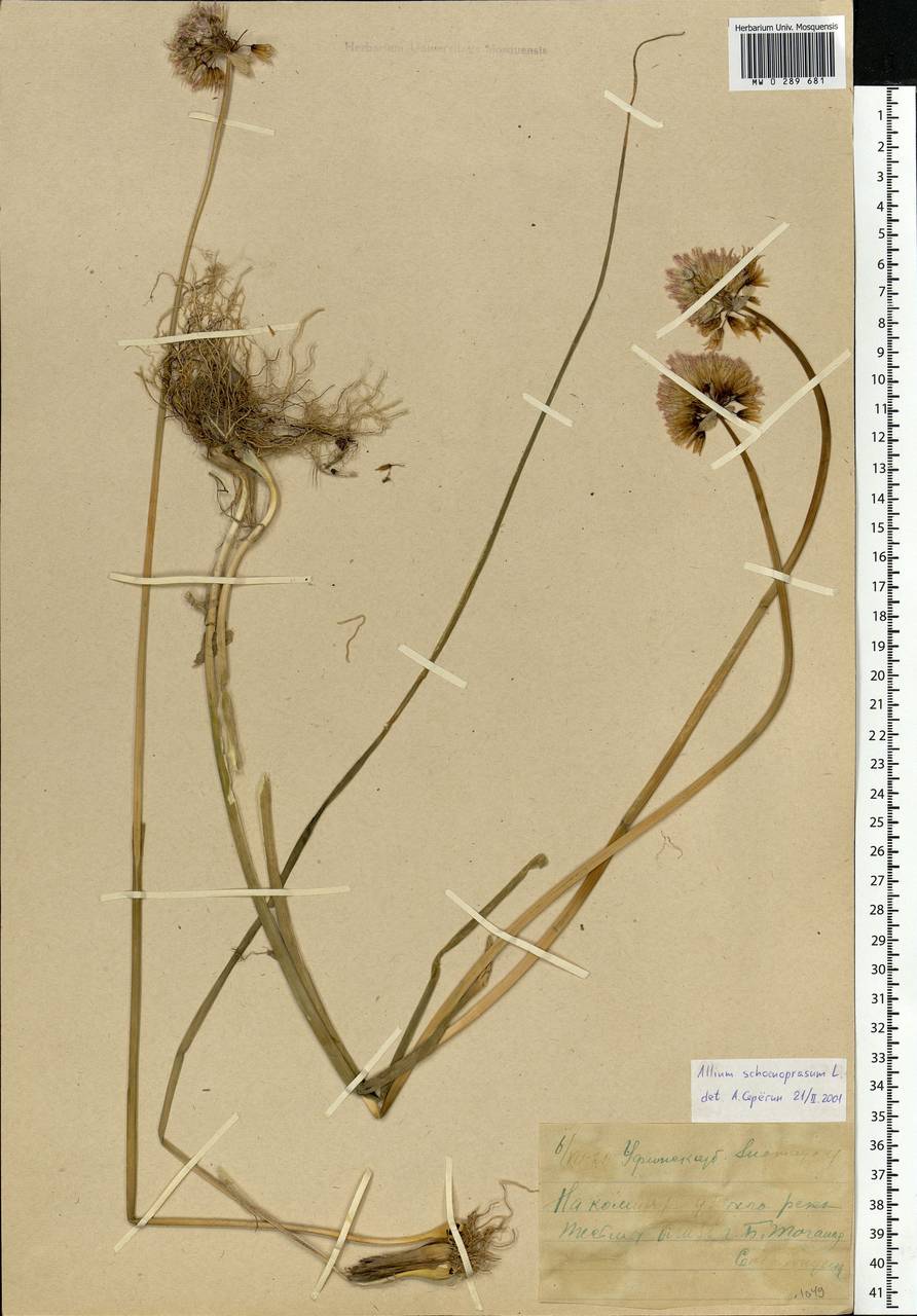 Allium schoenoprasum L., Eastern Europe, Eastern region (E10) (Russia)