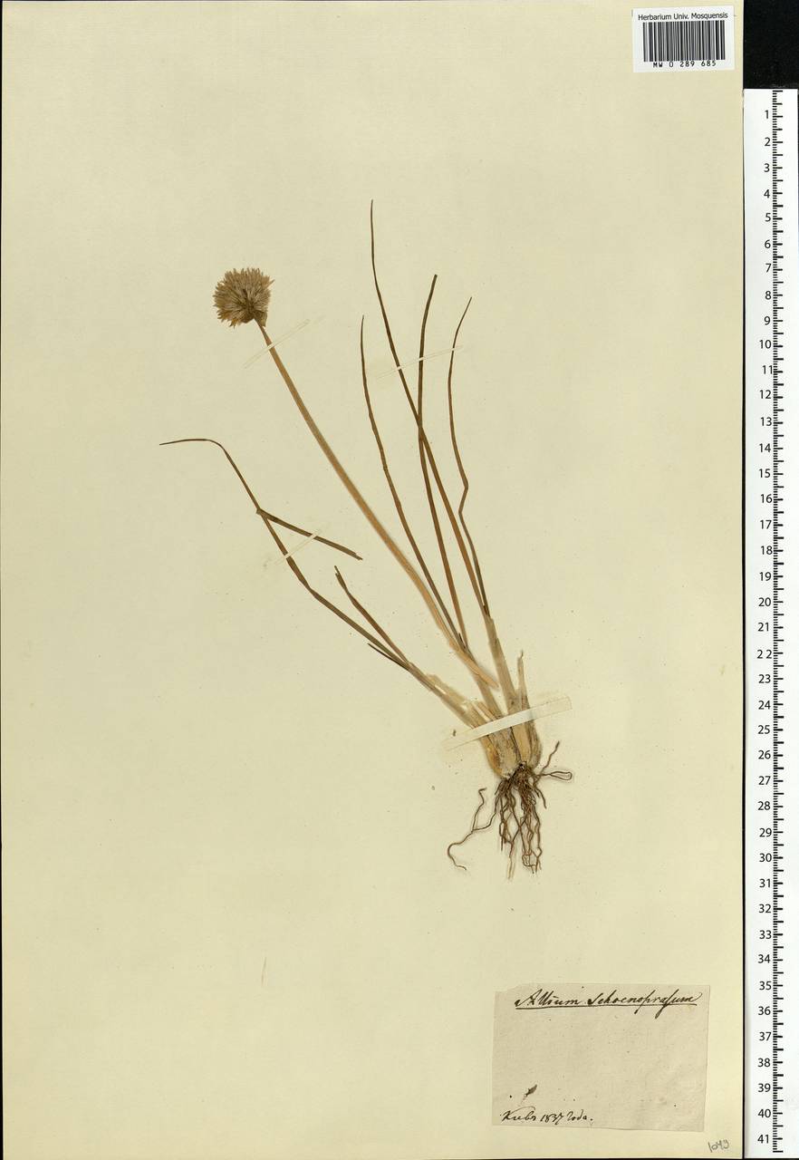 Allium schoenoprasum L., Eastern Europe, North Ukrainian region (E11) (Ukraine)