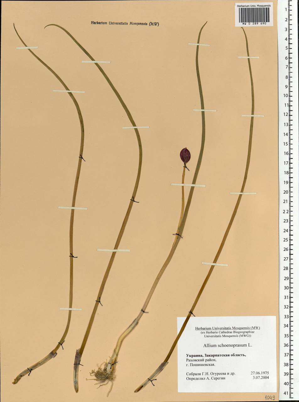 Allium schoenoprasum L., Eastern Europe, West Ukrainian region (E13) (Ukraine)