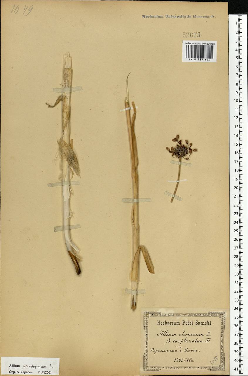 Allium scorodoprasum L., Eastern Europe, South Ukrainian region (E12) (Ukraine)