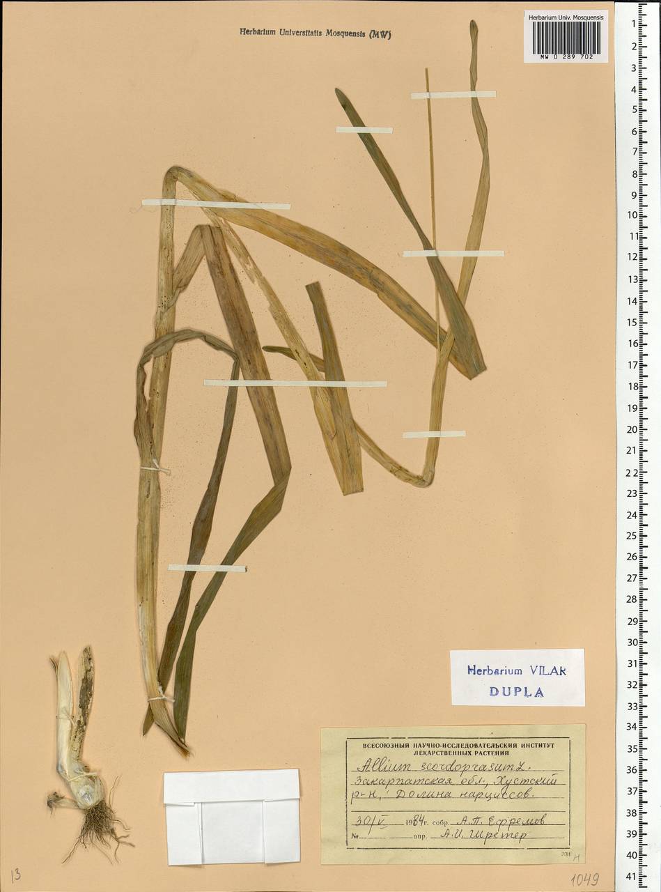 Allium scorodoprasum L., Eastern Europe, West Ukrainian region (E13) (Ukraine)