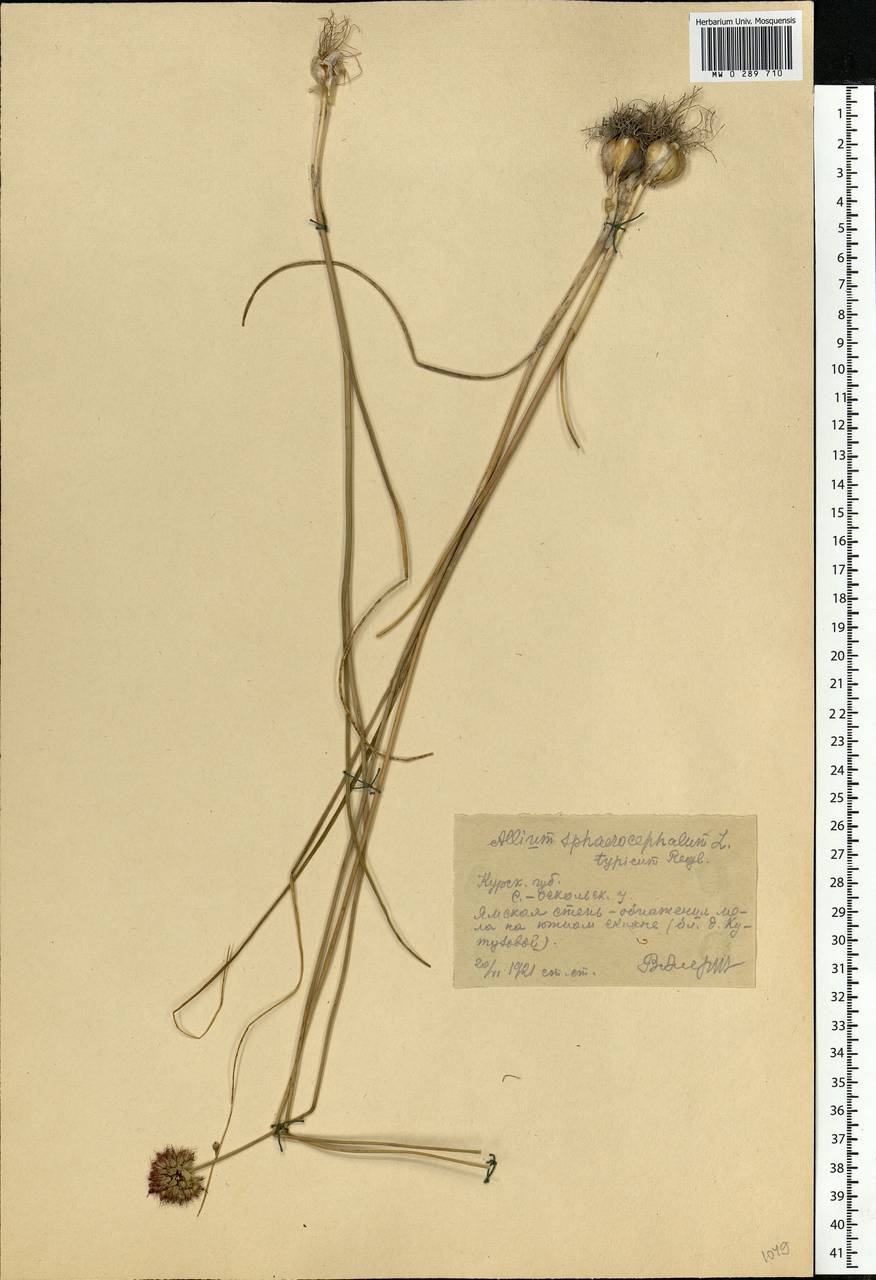 Allium sphaerocephalon L., Eastern Europe, Central forest-and-steppe region (E6) (Russia)