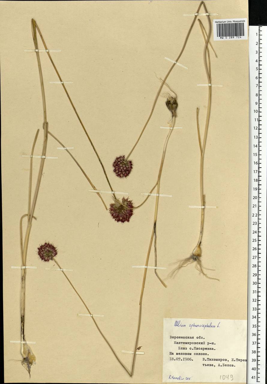 Allium sphaerocephalon L., Eastern Europe, Central forest-and-steppe region (E6) (Russia)
