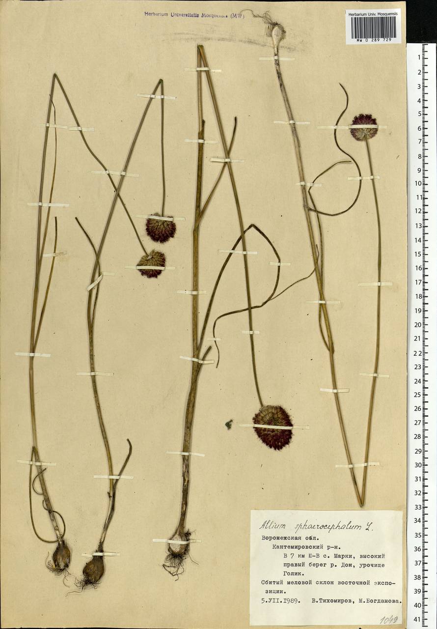 Allium sphaerocephalon L., Eastern Europe, Central forest-and-steppe region (E6) (Russia)
