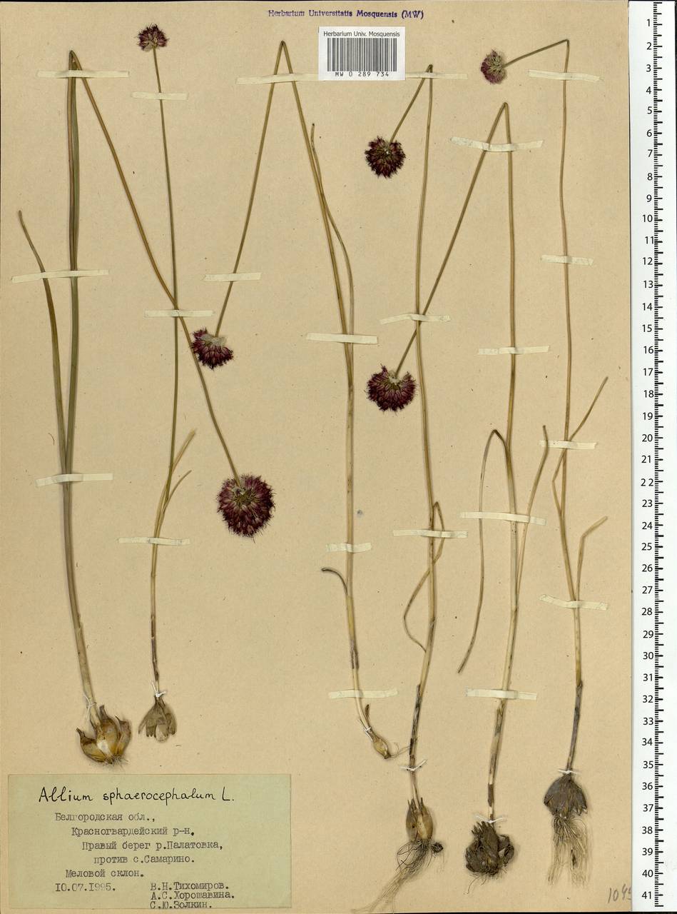 Allium sphaerocephalon L., Eastern Europe, Central forest-and-steppe region (E6) (Russia)