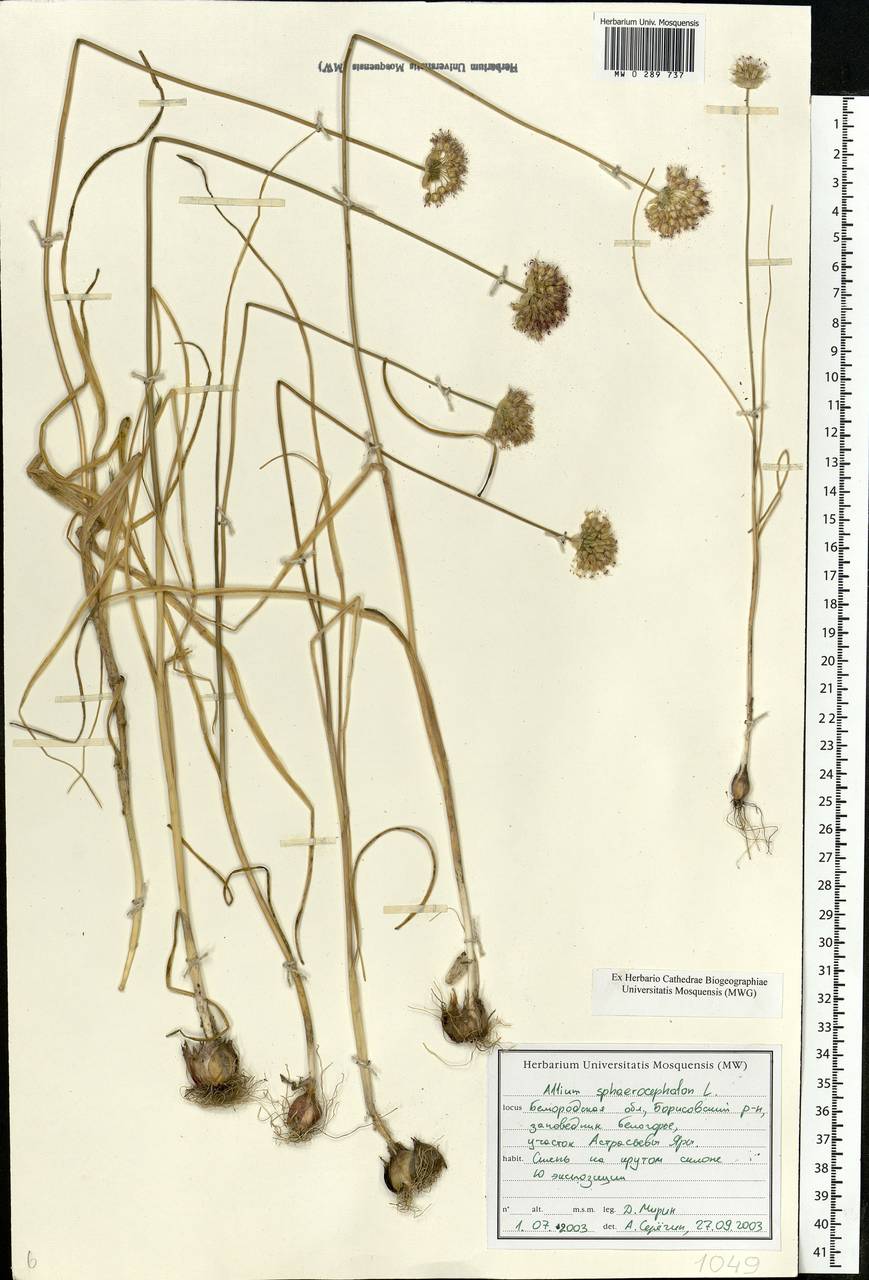 Allium sphaerocephalon L., Eastern Europe, Central forest-and-steppe region (E6) (Russia)