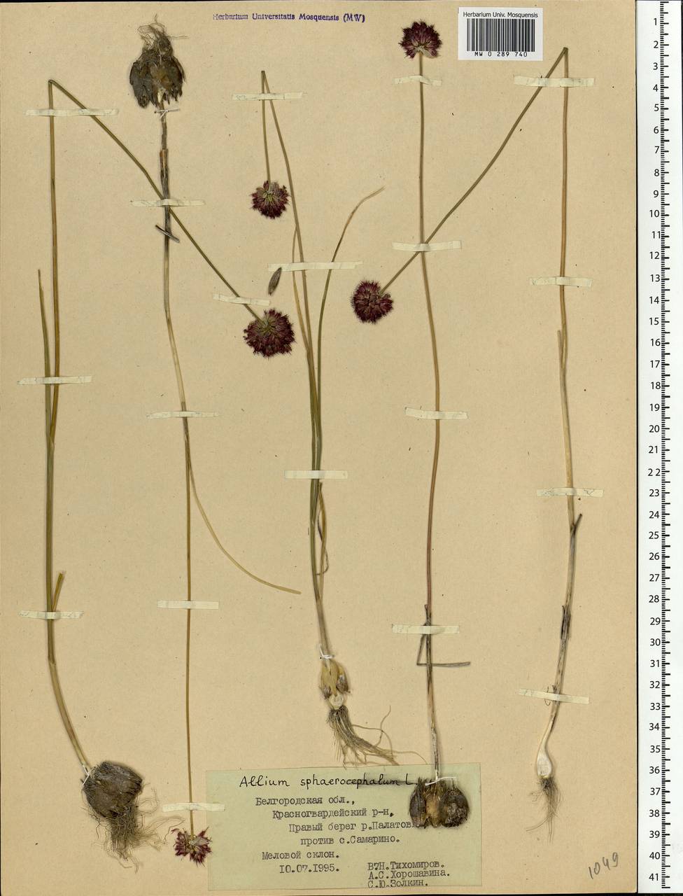 Allium sphaerocephalon L., Eastern Europe, Central forest-and-steppe region (E6) (Russia)