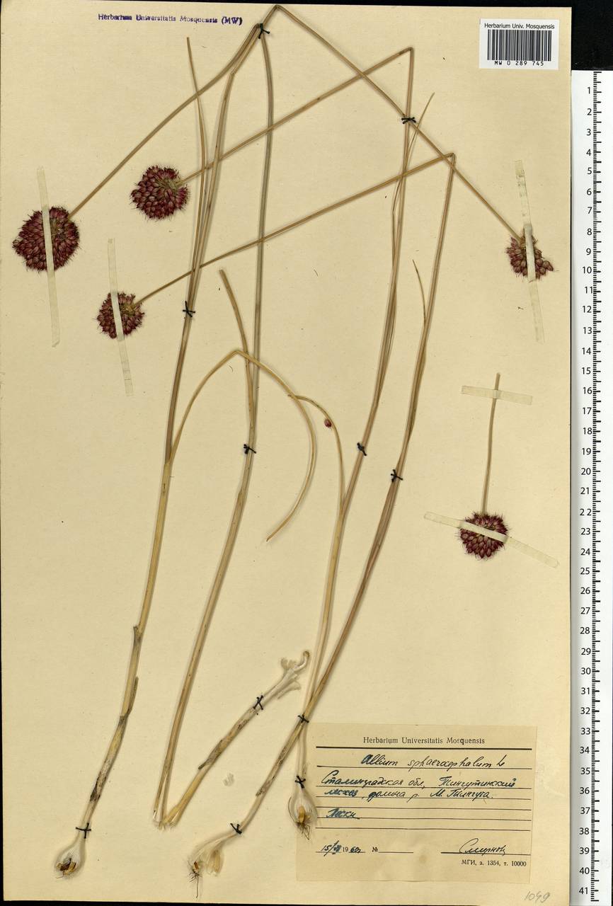 Allium sphaerocephalon L., Eastern Europe, Lower Volga region (E9) (Russia)