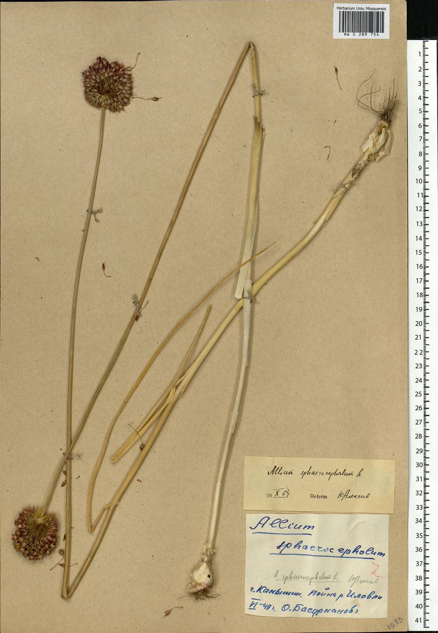 Allium sphaerocephalon L., Eastern Europe, Lower Volga region (E9) (Russia)