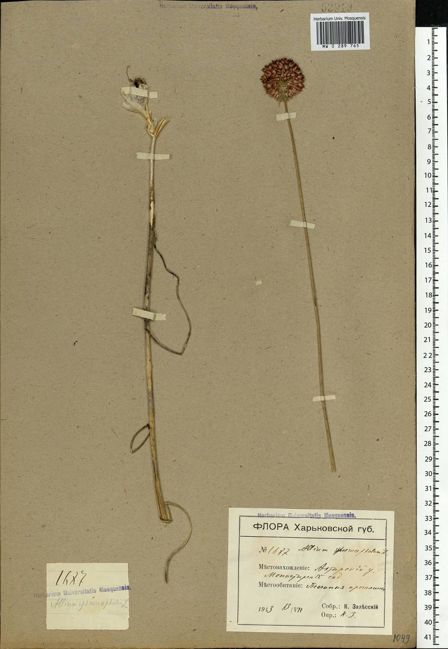 Allium sphaerocephalon L., Eastern Europe, North Ukrainian region (E11) (Ukraine)