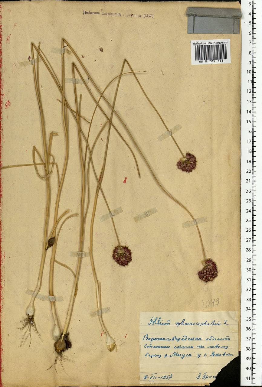 Allium sphaerocephalon L., Eastern Europe, North Ukrainian region (E11) (Ukraine)