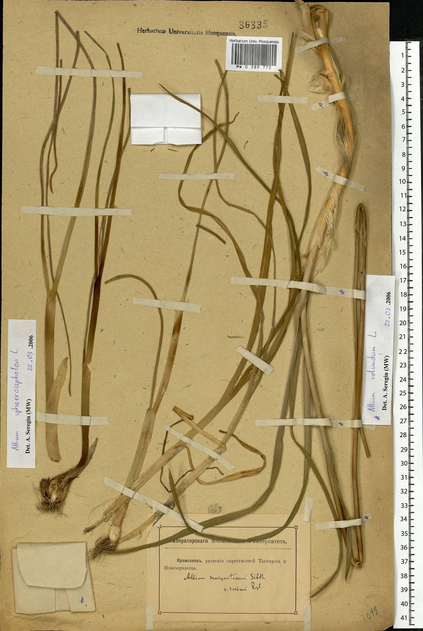 Allium sphaerocephalon L., Eastern Europe, Rostov Oblast (E12a) (Russia)