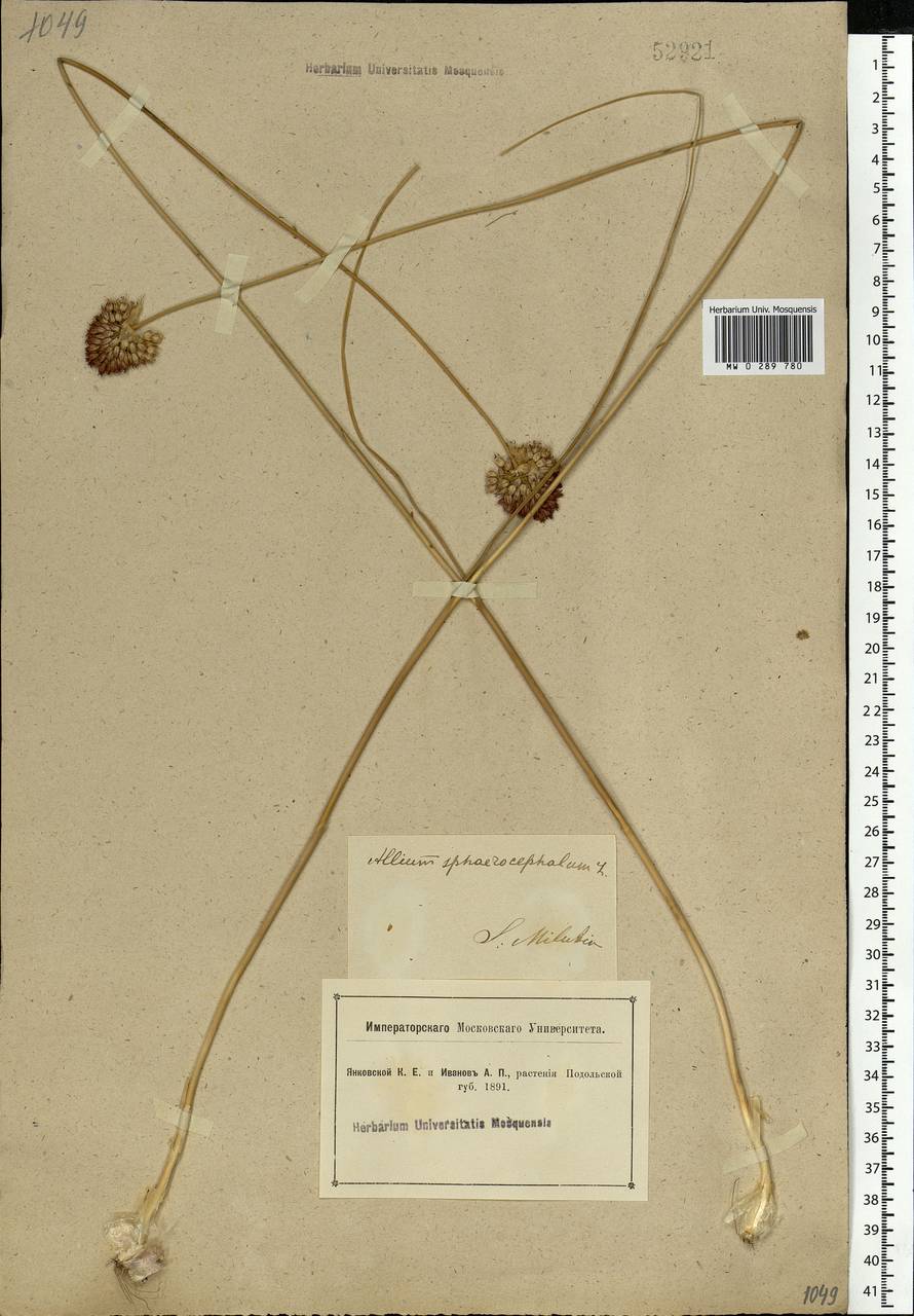 Allium sphaerocephalon L., Eastern Europe, South Ukrainian region (E12) (Ukraine)