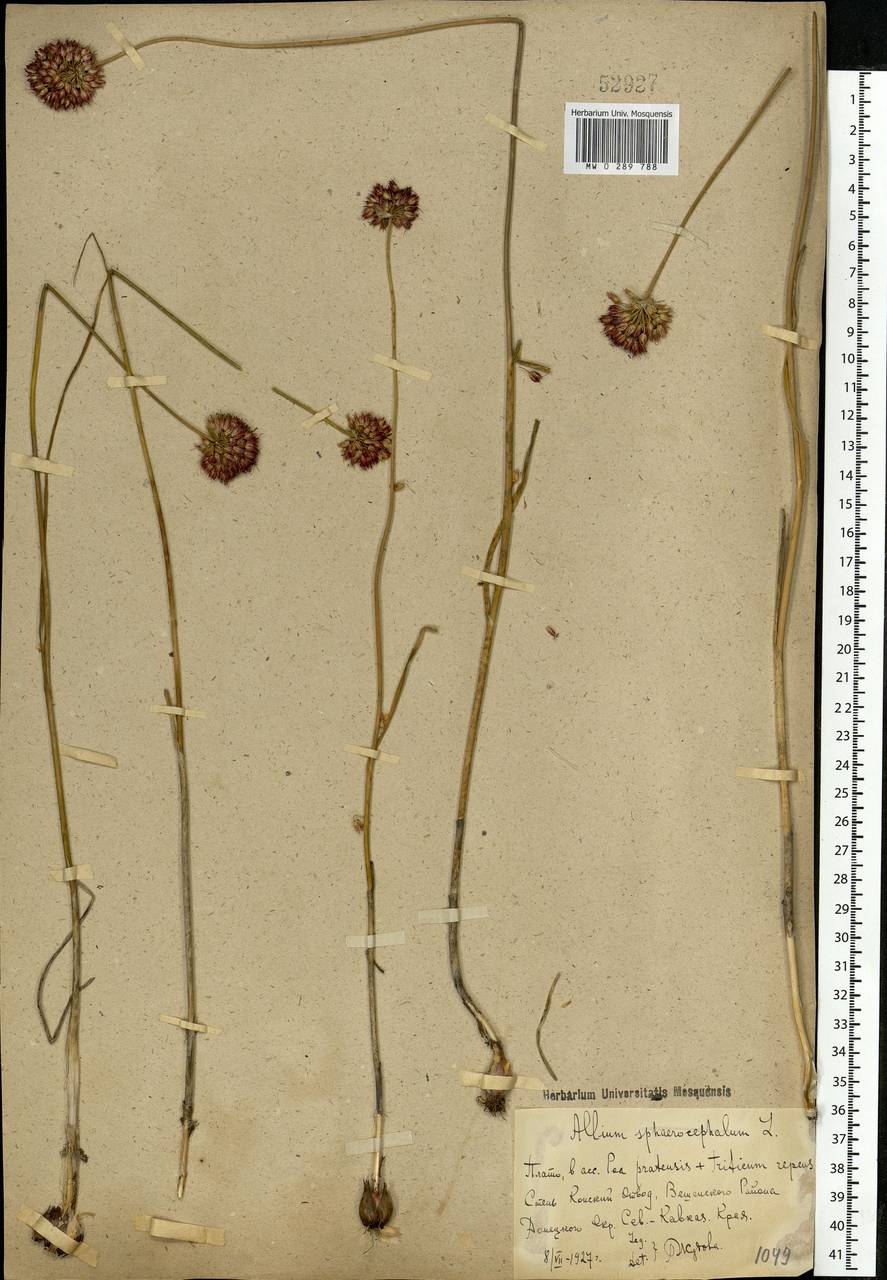 Allium sphaerocephalon L., Eastern Europe, Rostov Oblast (E12a) (Russia)