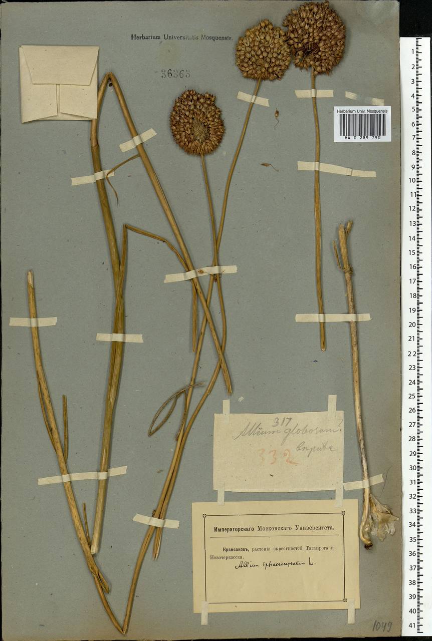 Allium sphaerocephalon L., Eastern Europe, Rostov Oblast (E12a) (Russia)