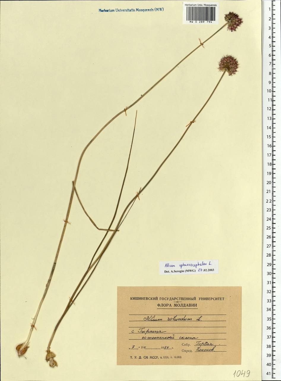 Allium sphaerocephalon L., Eastern Europe, Moldova (E13a) (Moldova)