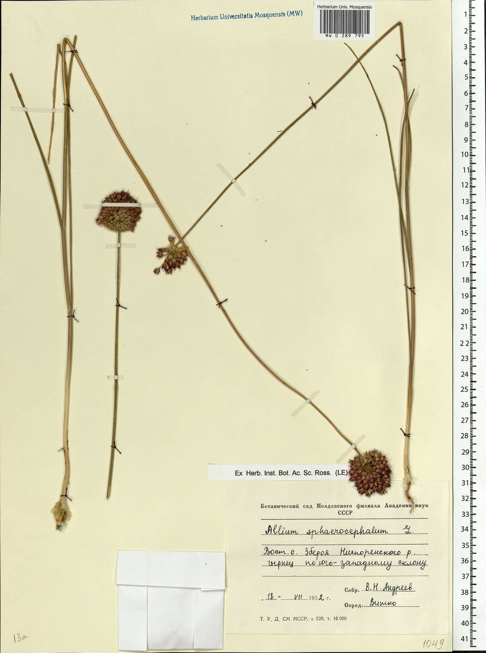 Allium sphaerocephalon L., Eastern Europe, Moldova (E13a) (Moldova)