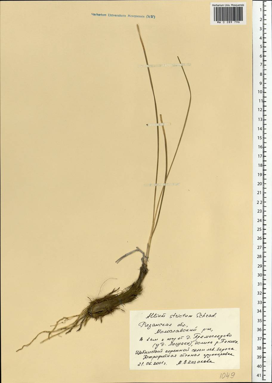 Allium strictum Schrad., Eastern Europe, Central region (E4) (Russia)