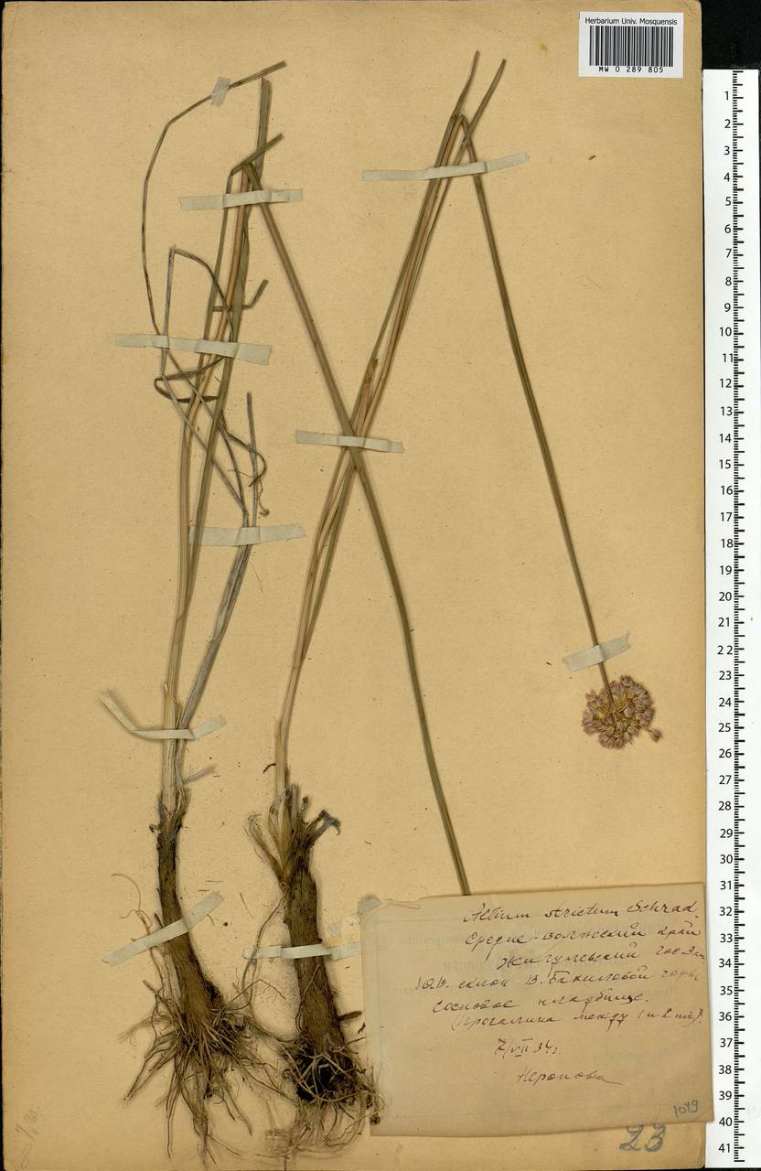 Allium strictum Schrad., Eastern Europe, Middle Volga region (E8) (Russia)