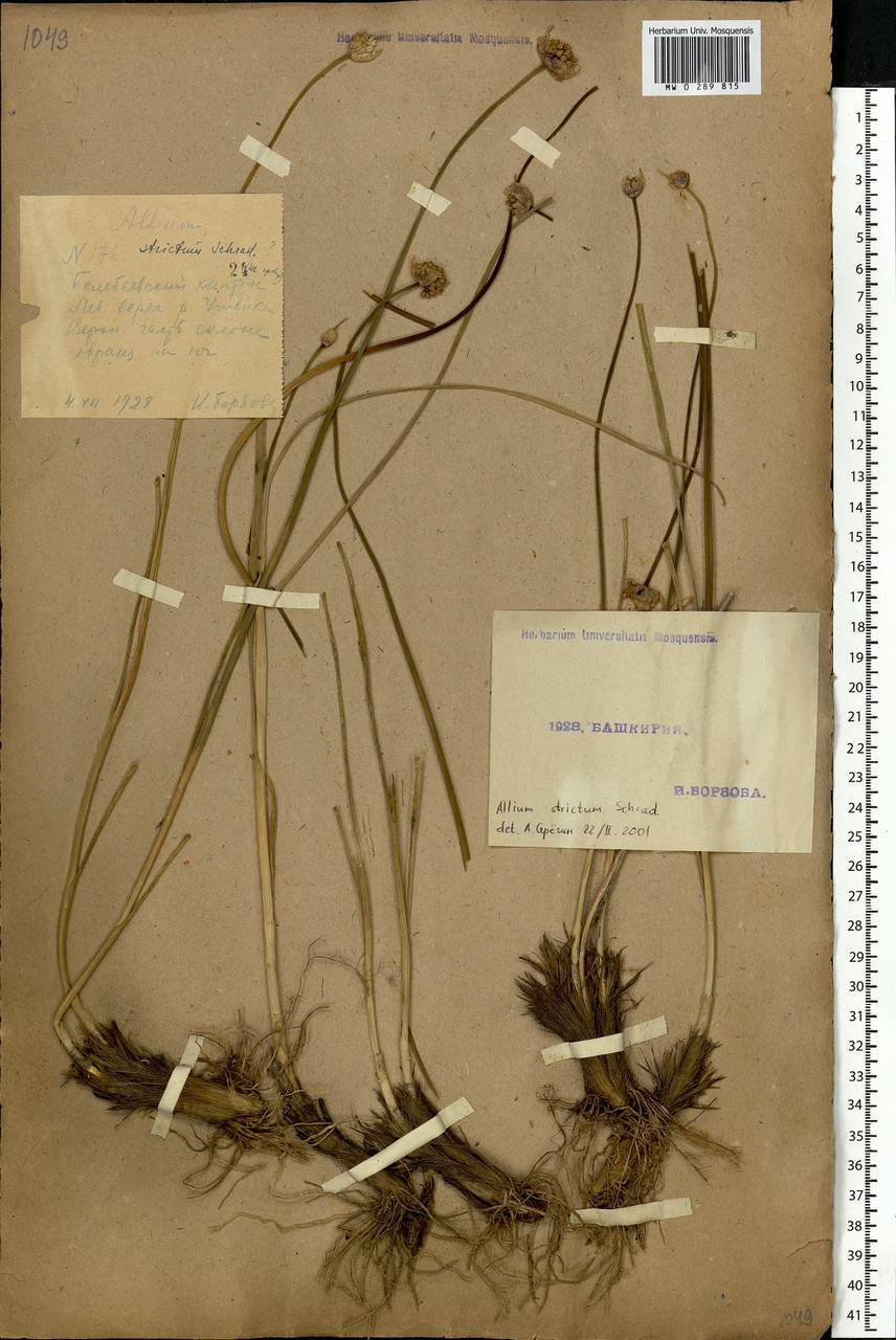 Allium strictum Schrad., Eastern Europe, Eastern region (E10) (Russia)
