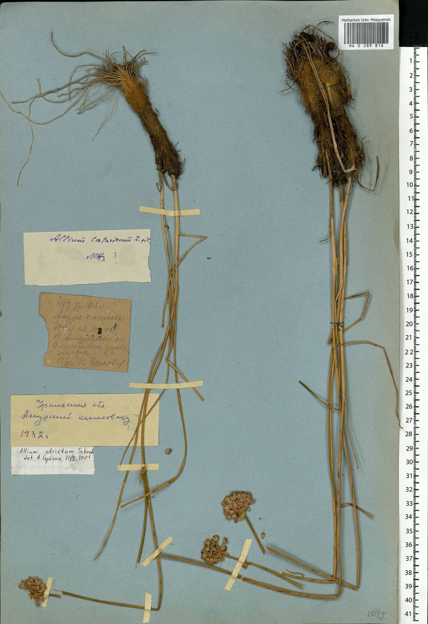 Allium strictum Schrad., Eastern Europe, Eastern region (E10) (Russia)