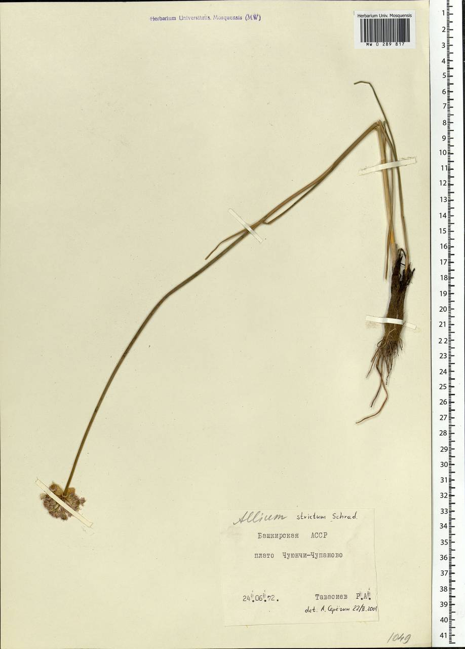 Allium strictum Schrad., Eastern Europe, Eastern region (E10) (Russia)