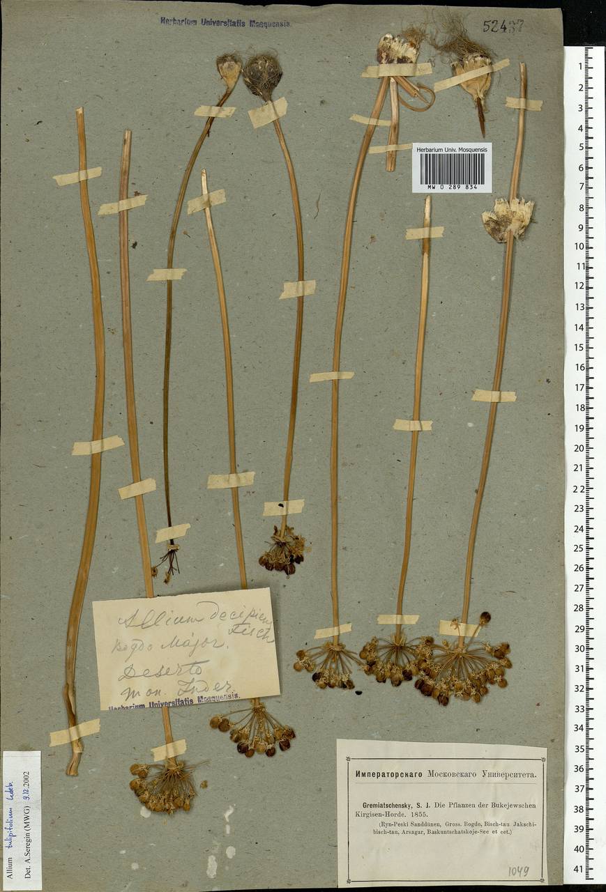 Allium tulipifolium Ledeb., Middle Asia, Caspian Ustyurt & Northern Aralia (M8) (Kazakhstan)