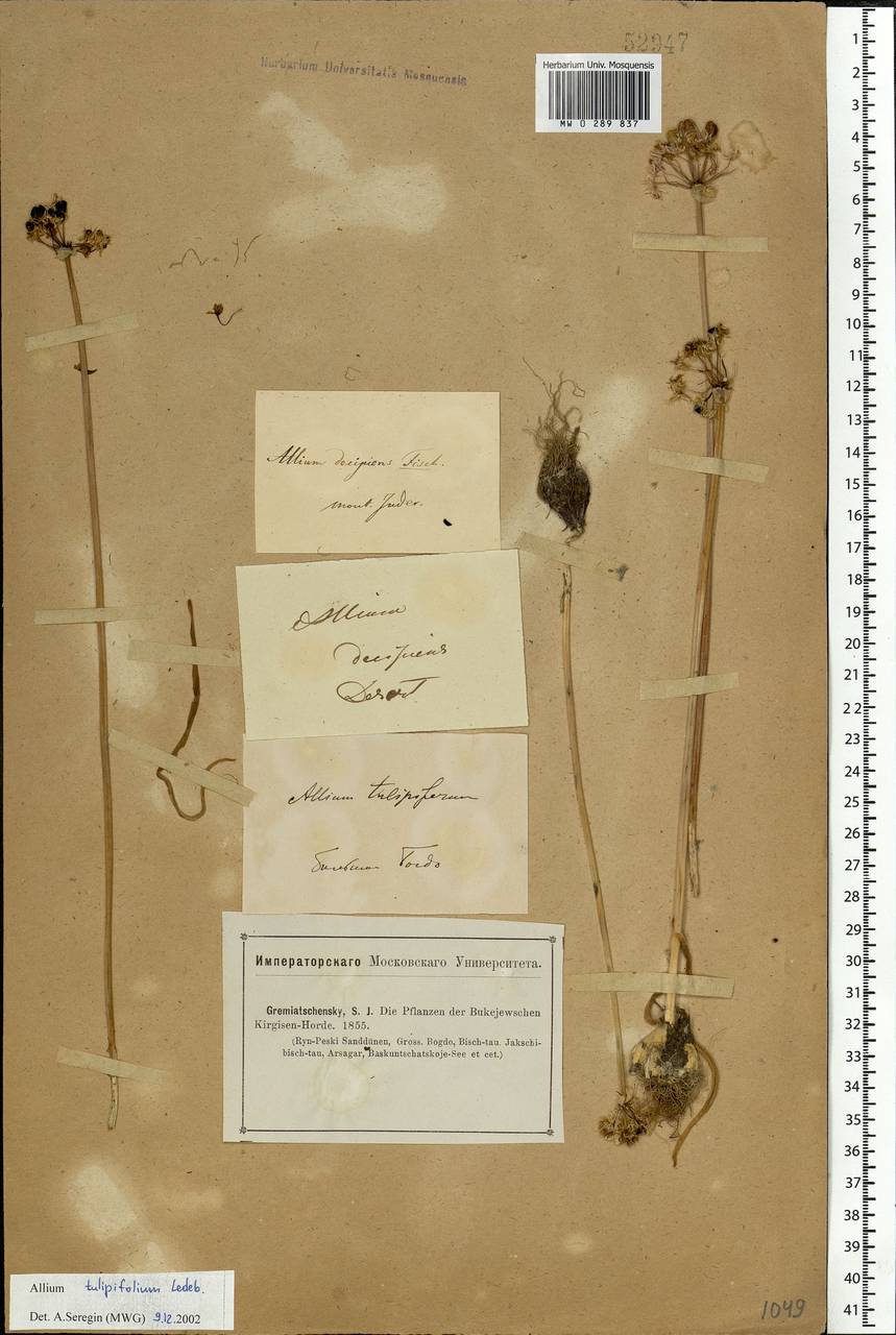 Allium tulipifolium Ledeb., Eastern Europe, Lower Volga region (E9) (Russia)