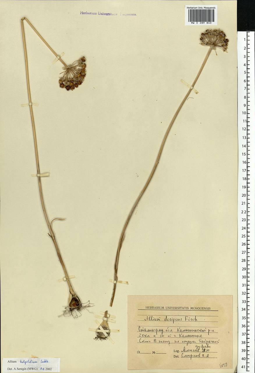 Allium tulipifolium Ledeb., Eastern Europe, Lower Volga region (E9) (Russia)