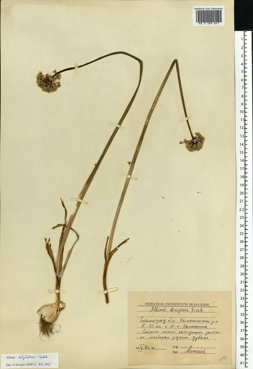 Allium tulipifolium Ledeb., Eastern Europe, Lower Volga region (E9) (Russia)