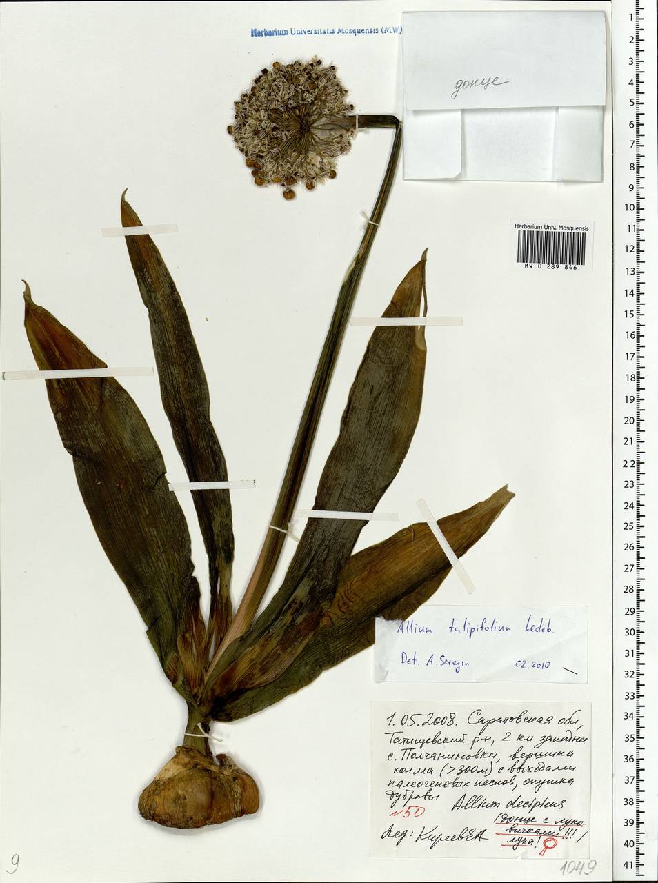 Allium tulipifolium Ledeb., Eastern Europe, Lower Volga region (E9) (Russia)