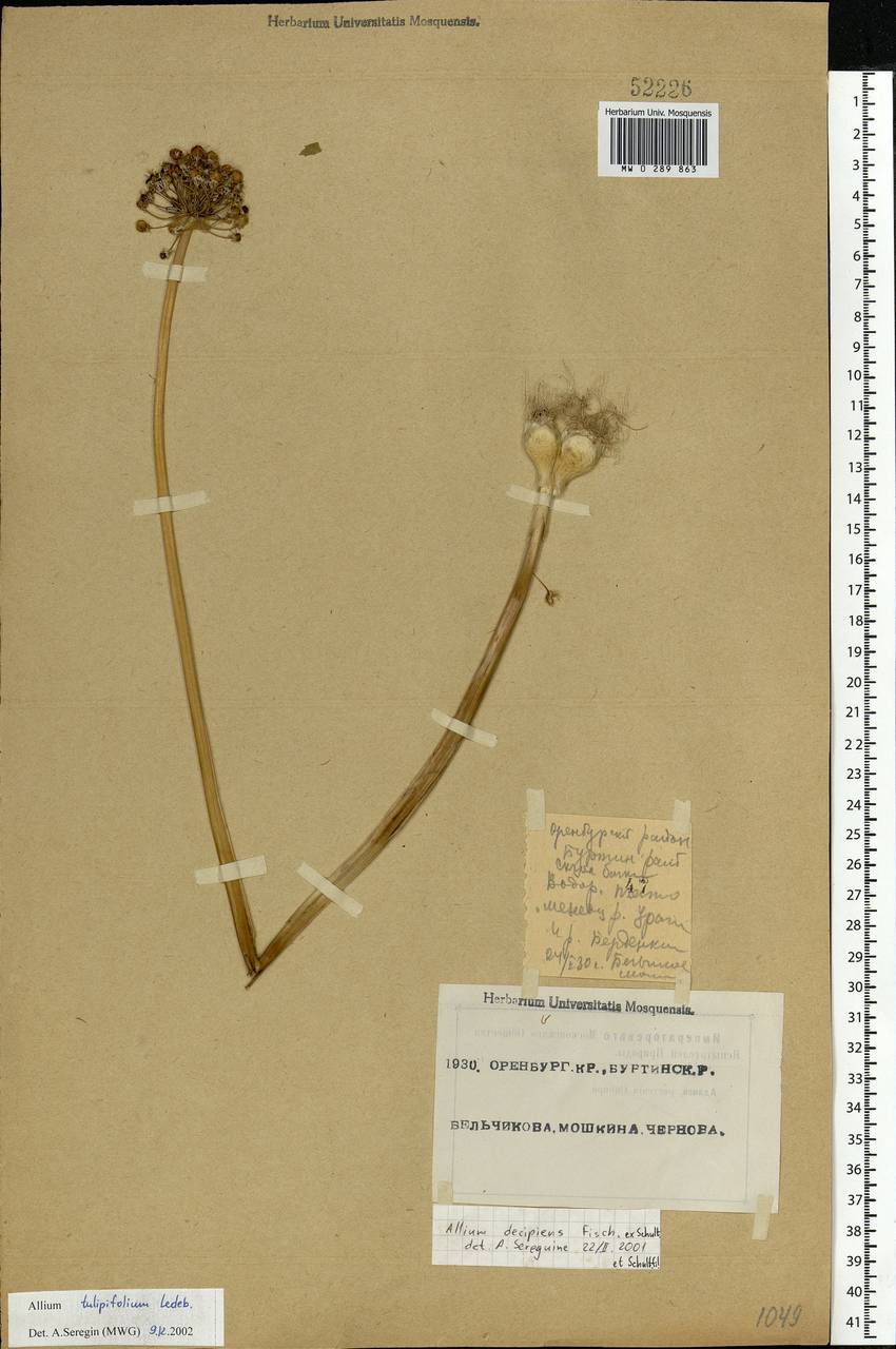 Allium tulipifolium Ledeb., Eastern Europe, Eastern region (E10) (Russia)