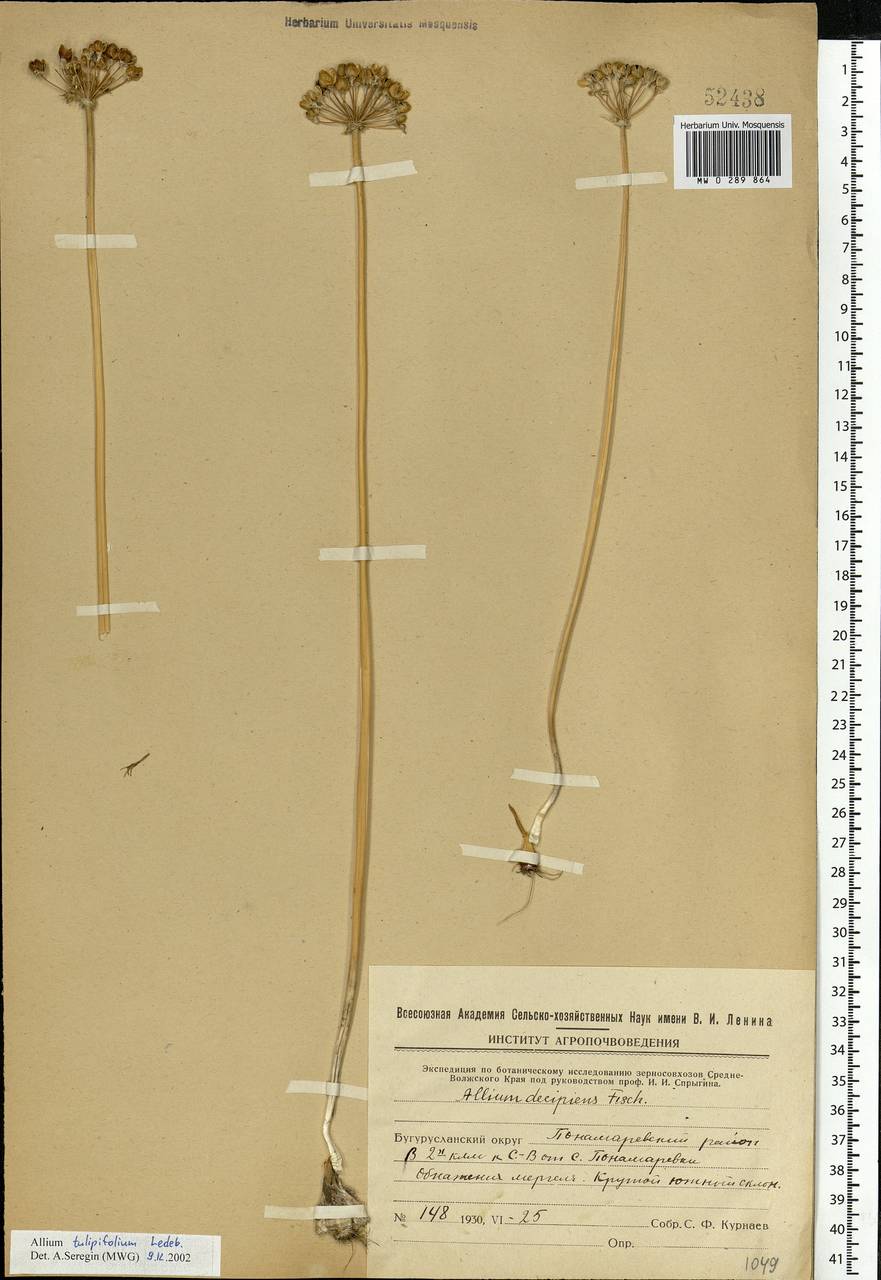 Allium tulipifolium Ledeb., Eastern Europe, Eastern region (E10) (Russia)