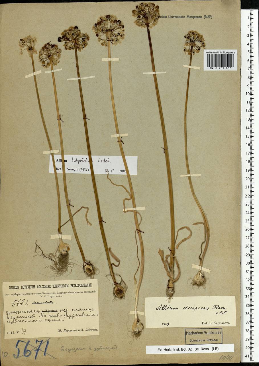 Allium tulipifolium Ledeb., Eastern Europe, Eastern region (E10) (Russia)