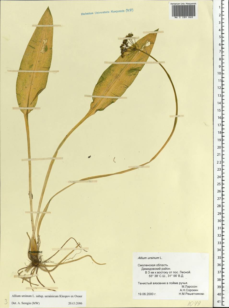 Allium ursinum L., Eastern Europe, Western region (E3) (Russia)