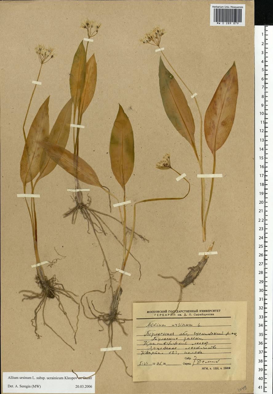 Allium ursinum L., Eastern Europe, Central region (E4) (Russia)