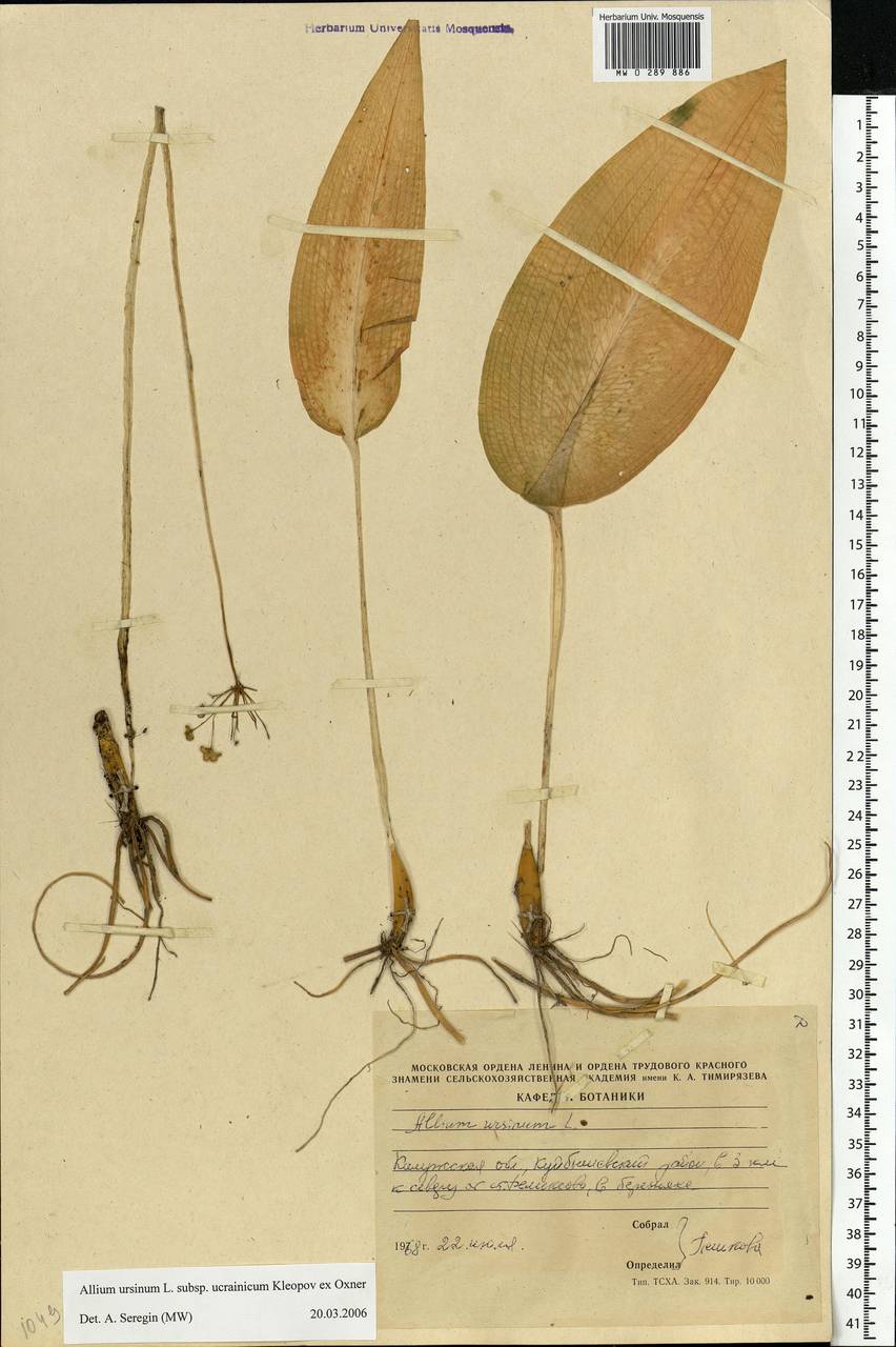 Allium ursinum L., Eastern Europe, Central region (E4) (Russia)