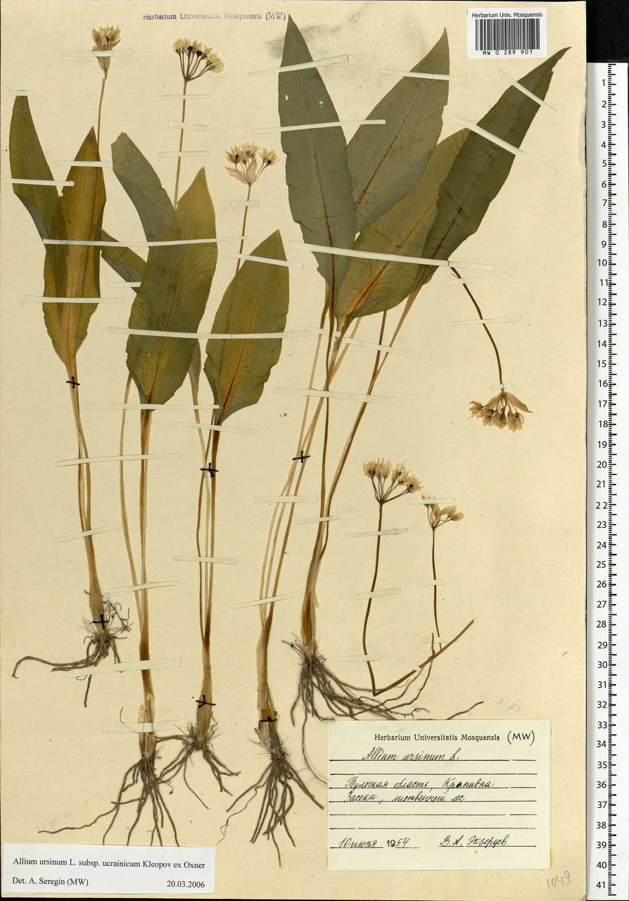 Allium ursinum L., Eastern Europe, Central region (E4) (Russia)