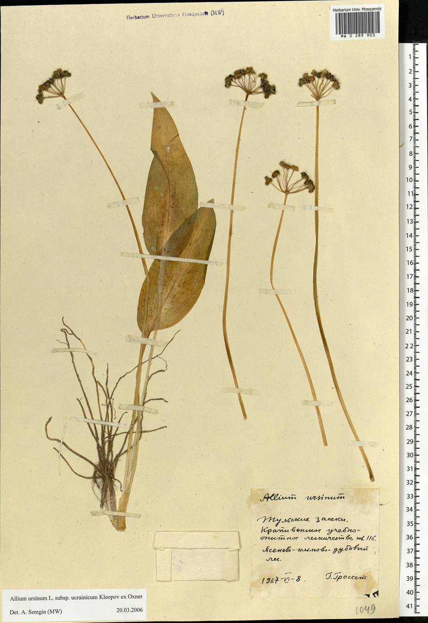 Allium ursinum L., Eastern Europe, Central region (E4) (Russia)